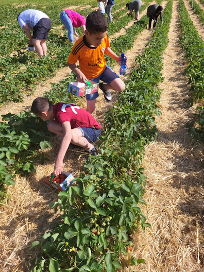 Kinder und Erwachsene beim Erdbeerpflcken